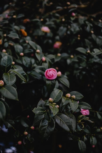 camellia-japonica-unryu