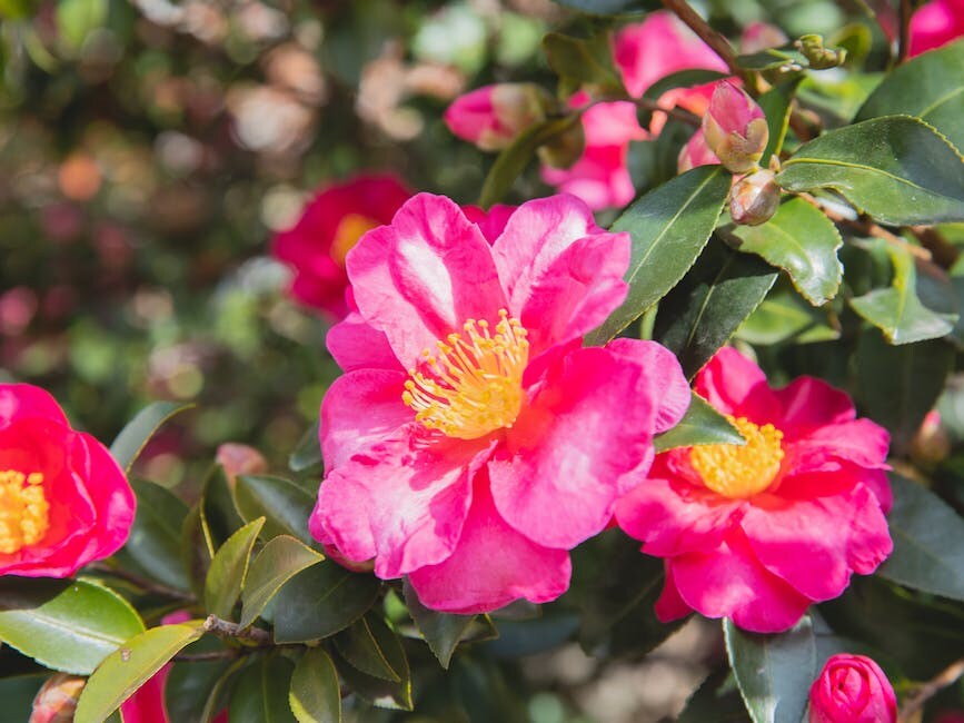 camellia-sinensis-cuttings