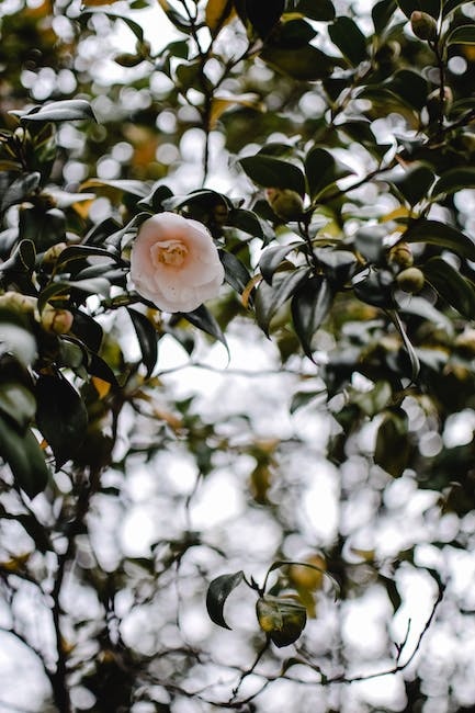 camellia-sinensis-propagation title=