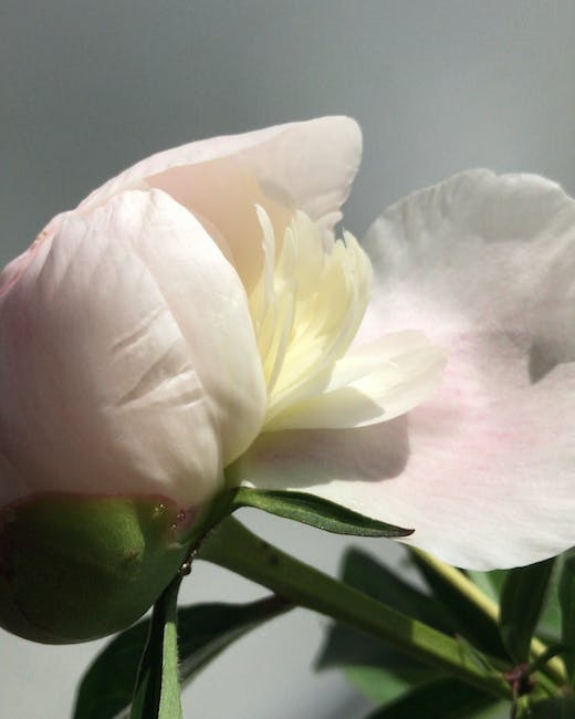 camellia-sinensis-rosea title=
