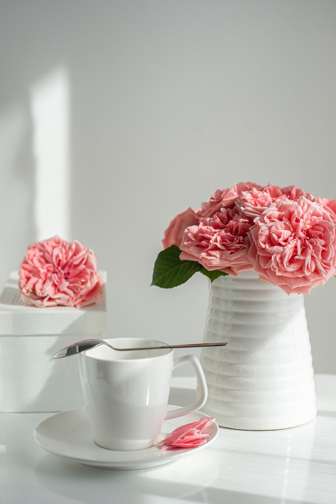 white-tea-rose-plant title=